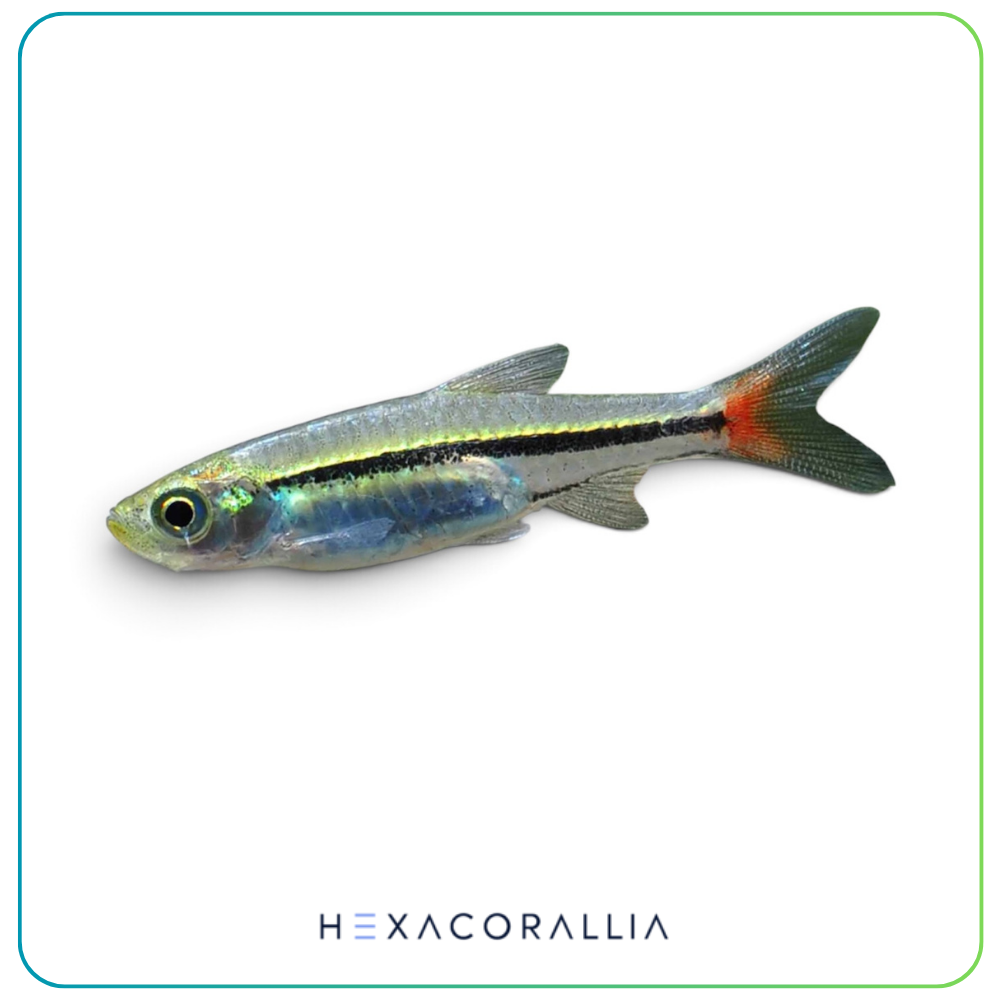 rasbora borapetensis