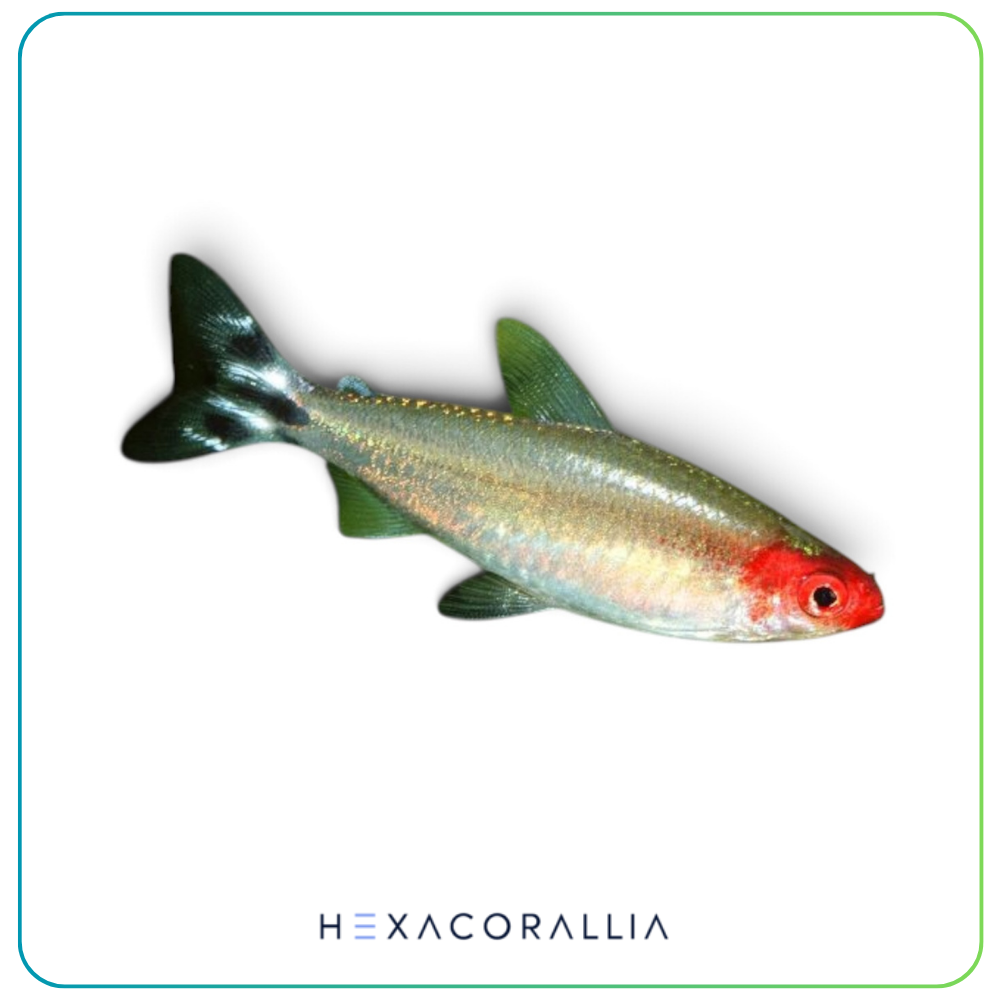 Hemigrammus Bleheri