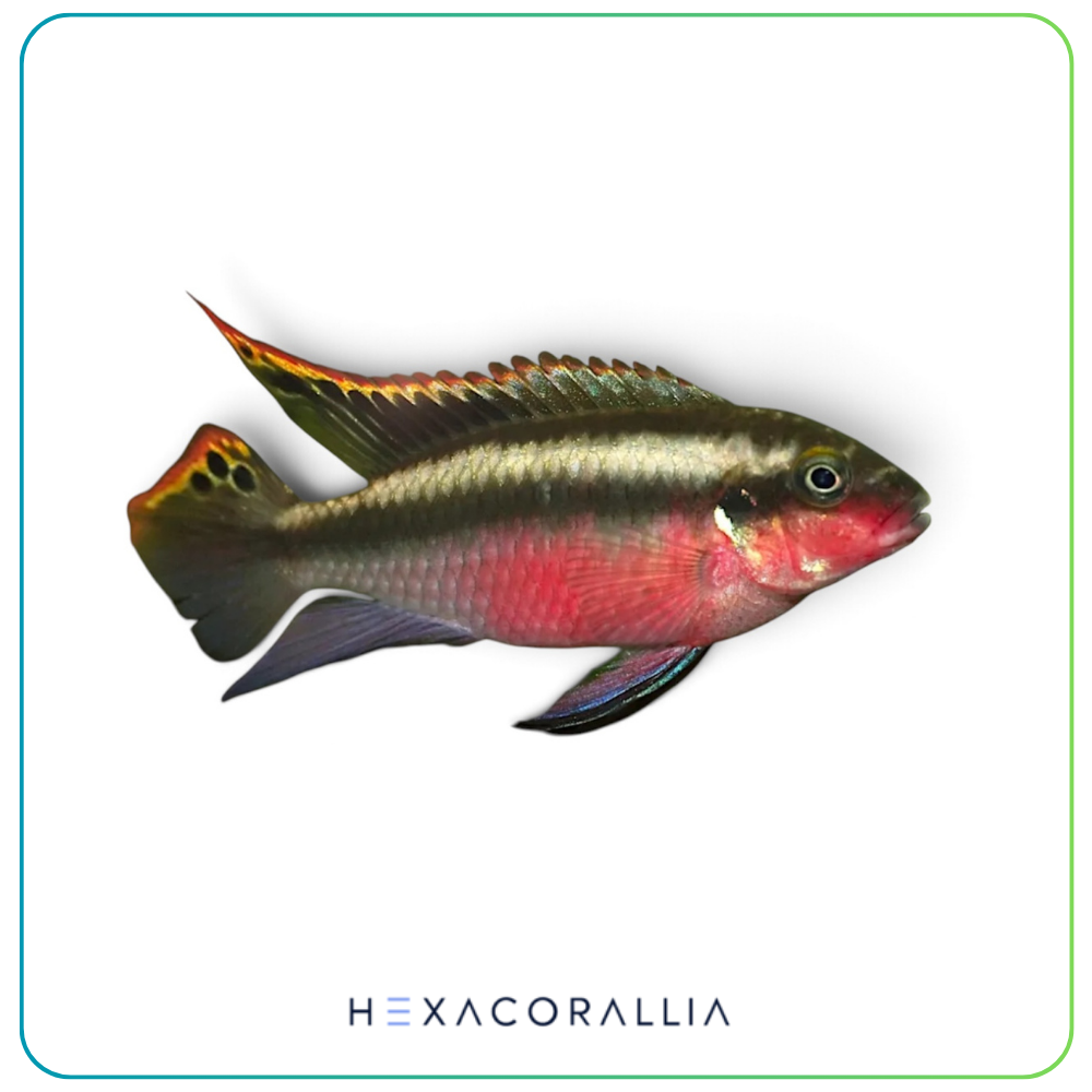 Pelvicachromis pulcher