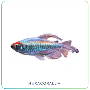 Phenacogrammus interruptus