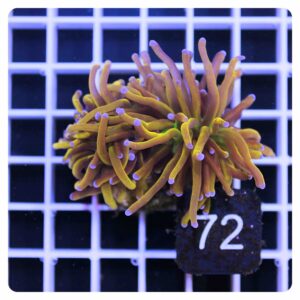 Euphyllia glabrescens NYK