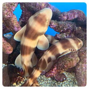 chiloscyllium-punctatum