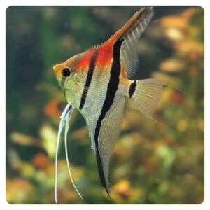 Pterophyllum scalare Manacapuru Red Back