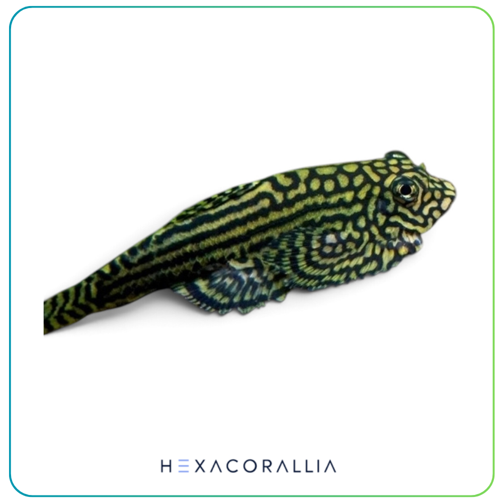 Sewellia lineolata