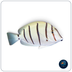 Acanthurus triostegus