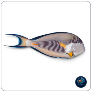 Acanthurus sohal