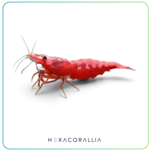 Neocaridina davidi fire red