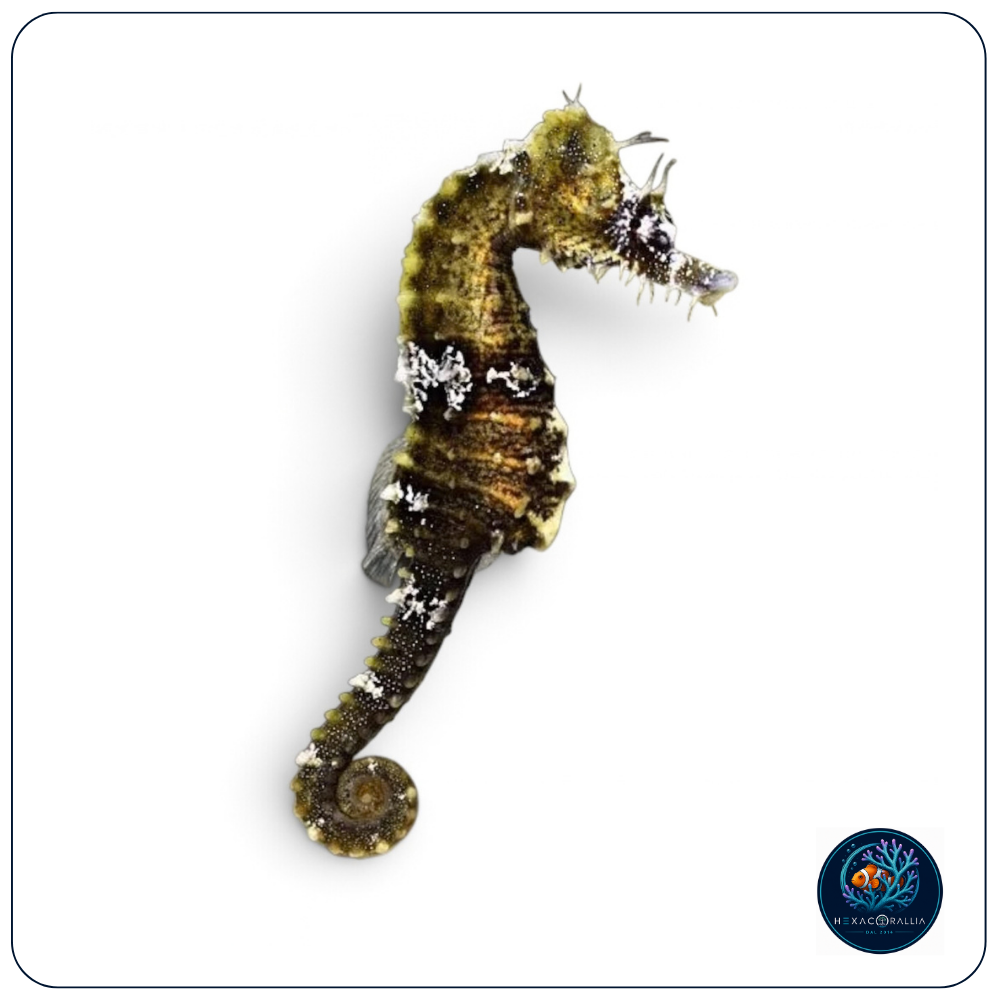 Hippocampus erectus