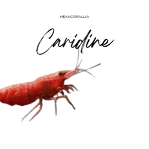 Caridine