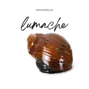 lumache