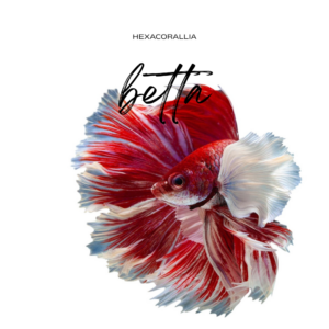 Betta