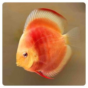 Discus Red melon