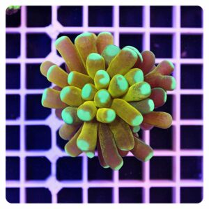 Euphyllia cristata banana