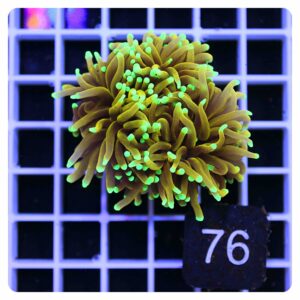 Euphyllia glabrescens