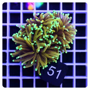 Euphyllia glabrescens