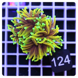 Euphyllia glabrescens