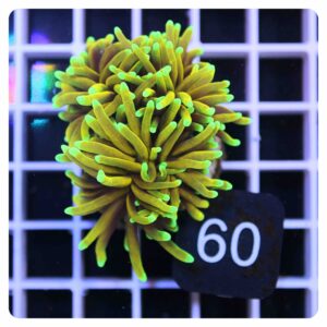 Euphyllia glabrescens