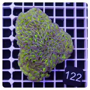 Euphyllia ancora