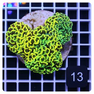 Euphyllia ancora
