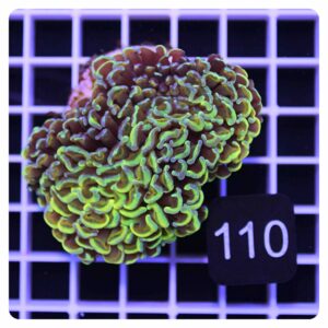 Euphyllia ancora