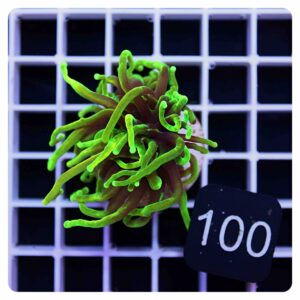 Euphyllia glabrescens