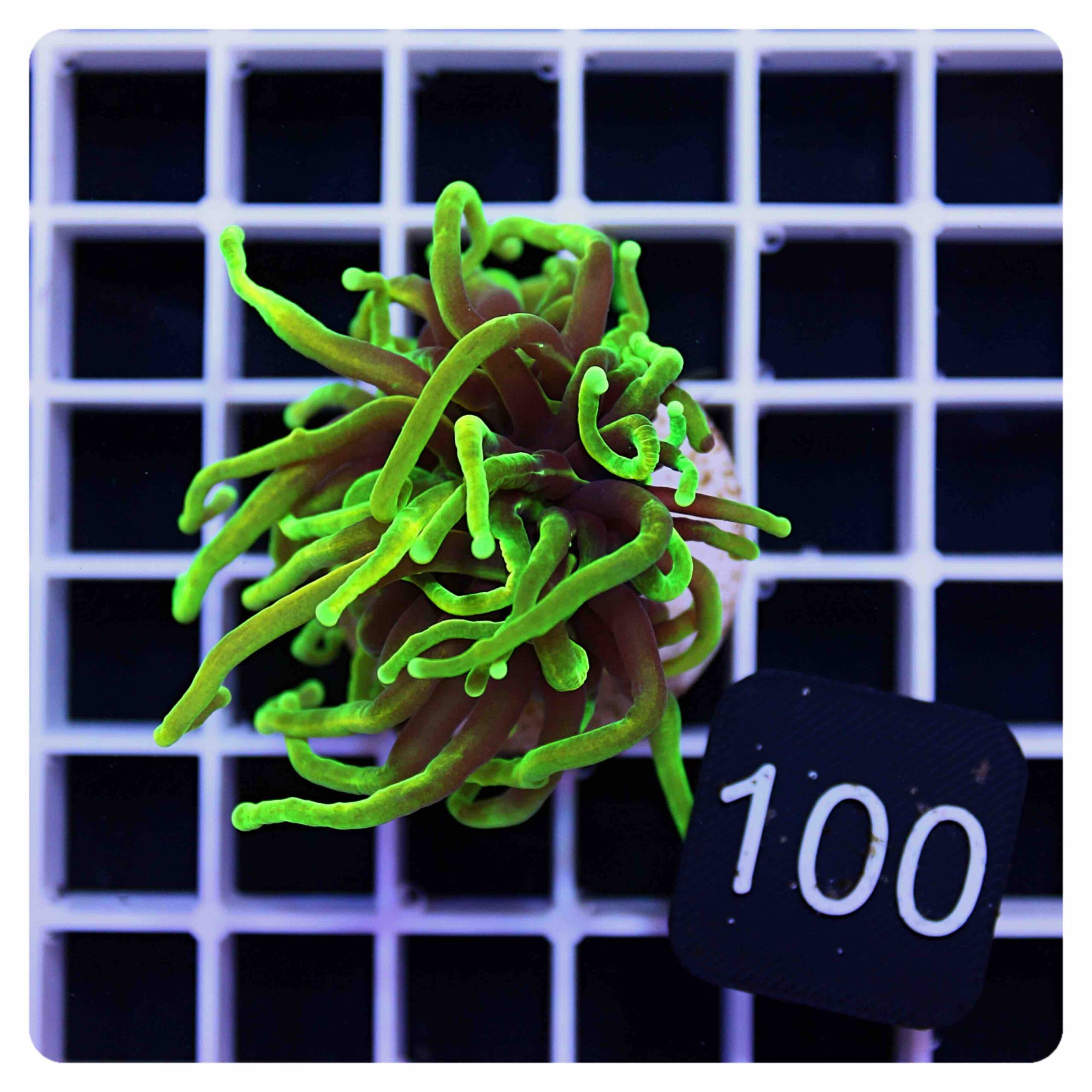 Euphyllia glabrescens