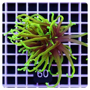 Euphyllia glabrescens