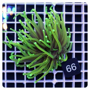 Euphyllia glabrescens