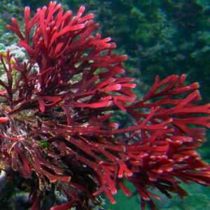 Rhodymenia sp