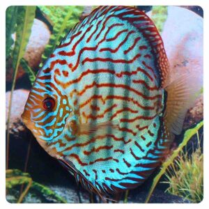 Symphysodon Discus Rosso turchese