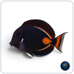 acanthurus achilles