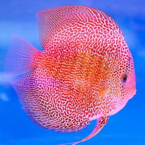 Discus Leopard