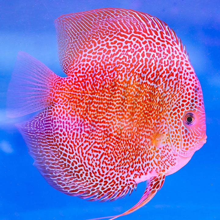 Discus Leopard