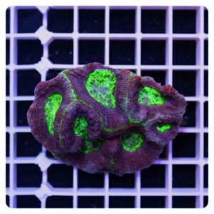 acanthastrea bowerbanki