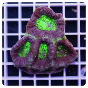 acanthastrea bowerbanki