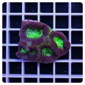 acanthastrea bowerbanki