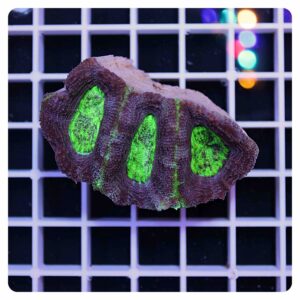 acanthastrea bowerbanki