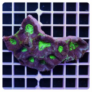 acanthastrea bowerbanki