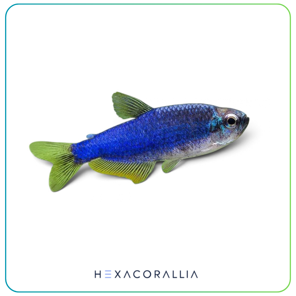 Inpaichthys kerri