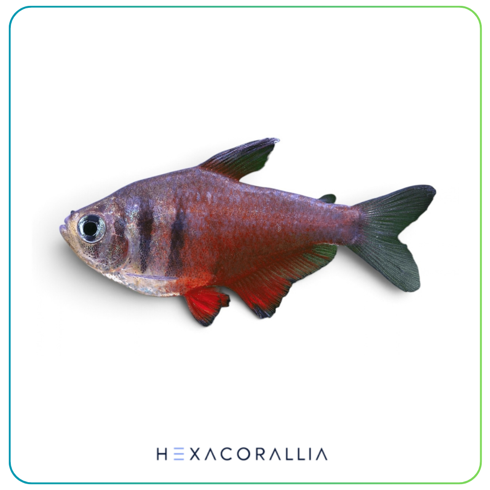 Hyphessobrycon flammeus
