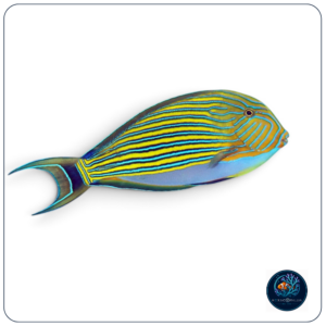 Acanthurus lineatus