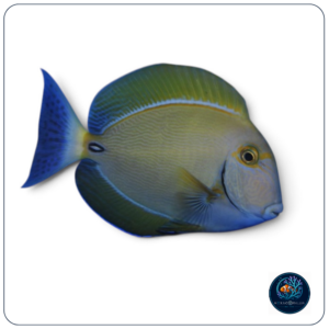 Acanthurus dussumieri