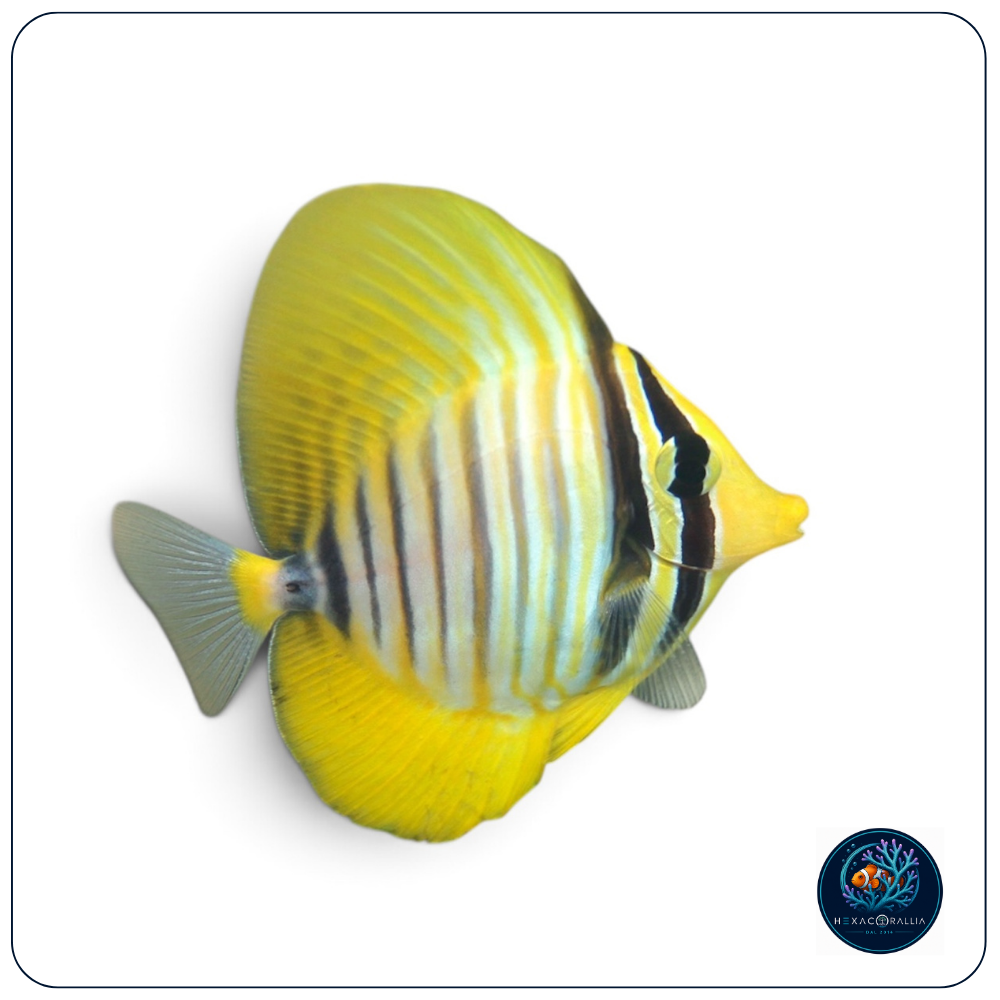 Zebrasoma desjardinii