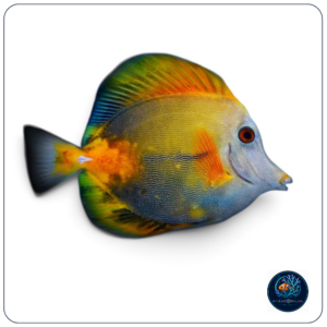 Zebrasoma Scopas tricolor