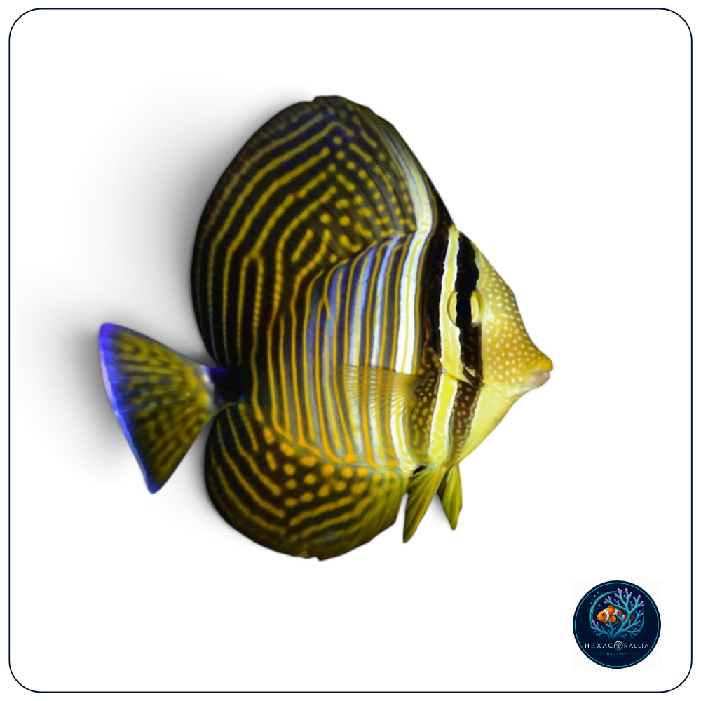 Zebrasoma desjardinii