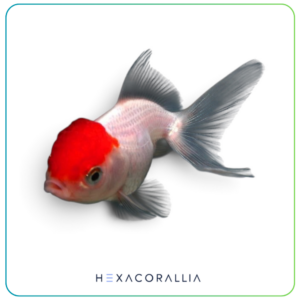 Carassius auratus red cap