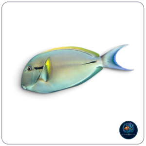 Acanthurus nigricauda
