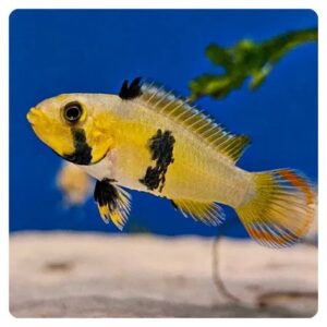 Apistogramma Panduro