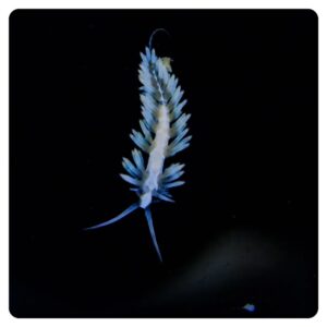 Berghia stephaniea