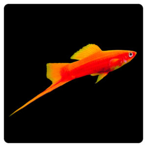 Xiphophorus helleri